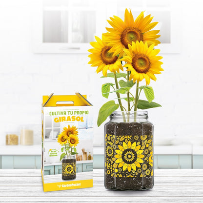 Kit cultivo girasoles