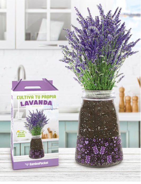 Kit cultivo lavanda
