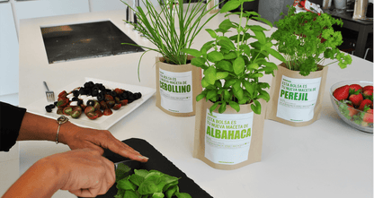 Cilantro